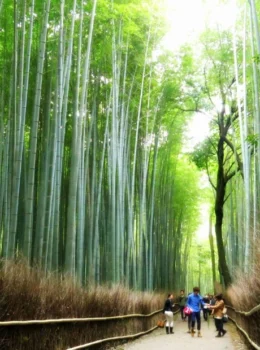 Arashiayama Bamboo Grove in Kyoto