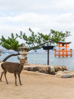 Miyajima Vegan Day Tour
