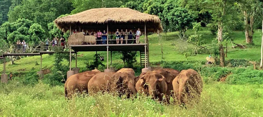 Vegan Thailand Discovery – Day 8 Chiang Mai, Elephant Nature Park
