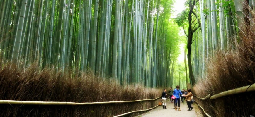 Exploring Arashiyama Bamboo Grove and nearby temples, Kyoto vegan travel experience
