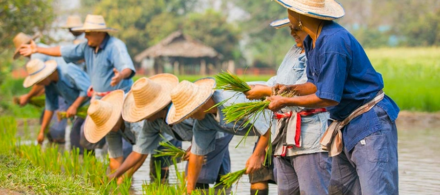 Rice Farming